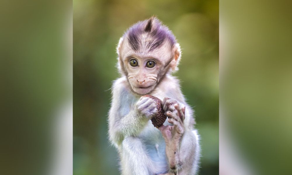 Baby Monkey in Wild