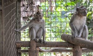 Monkeys at JAAN sanctuary