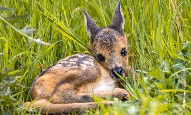 Helpless Wildlife Saved by Belgium Rescue Group’s Drones