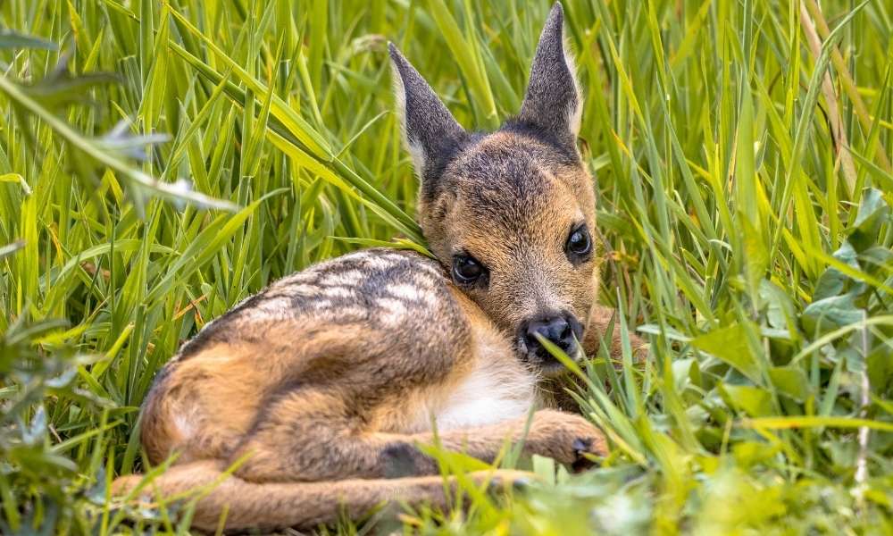 roe fawn deer in long grass