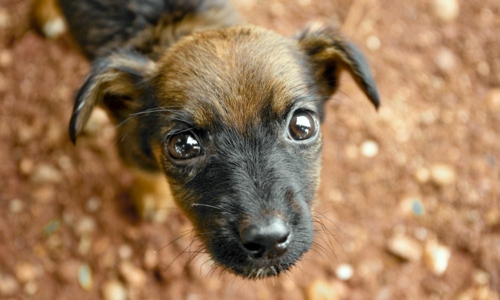 sad puppy looking up