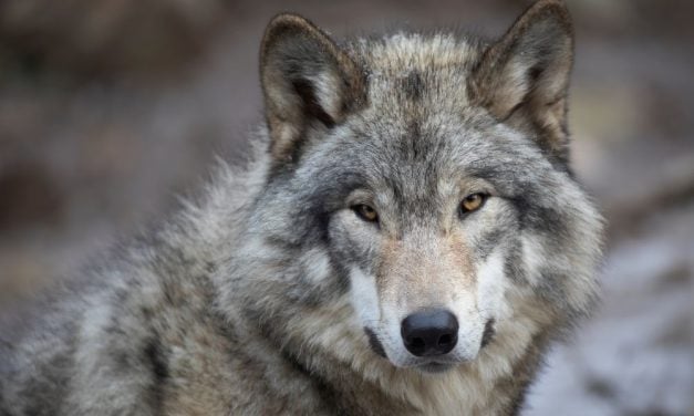 SIGN: Stop Massacre of Wolves in Cruel Killing Contest