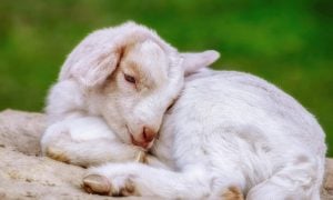 white baby goat curled up