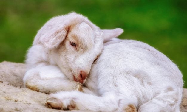 Baby Goat Rescued After Days Stuck on Cliff