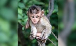 baby monkey looking up