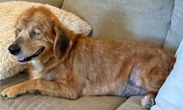 Disabled Senior Golden Retriever Recovering in Loving Home, Thanks to LFT Supporters