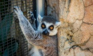 lemur hanging on wire