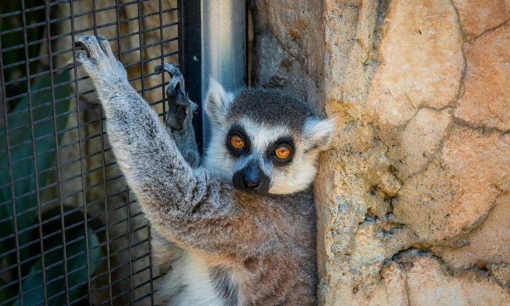 lemur hanging on wire