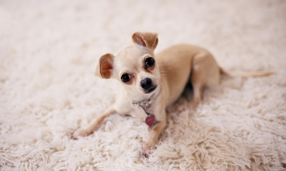 white dog with head tilt on white rug