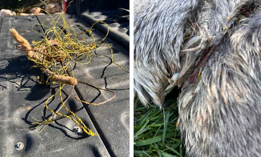 tangled rope around antler and cut in deer's neck