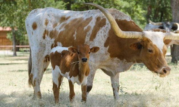 Yale Law School’s Law, Ethics & Animals Program Celebrates 5 Years