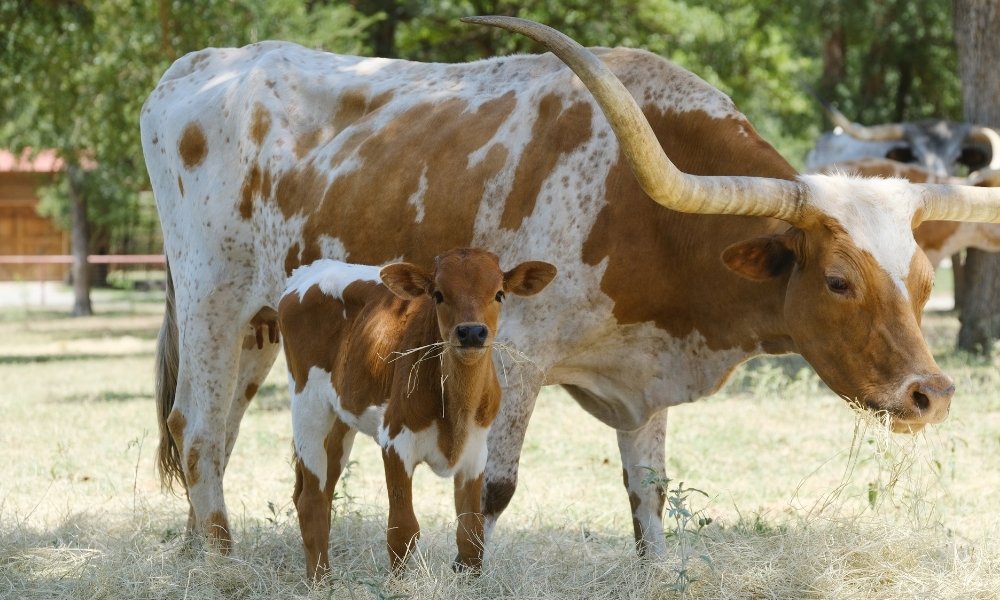 brown and white mama and baby cow eating grass