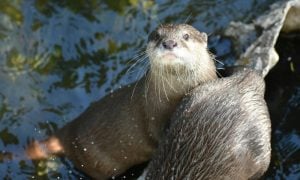 two otters in water