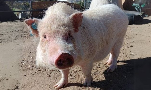 Pigs Liberated From Research Lab Now Enjoy Peaceful Sanctuary Life