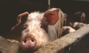 sad pig in stall