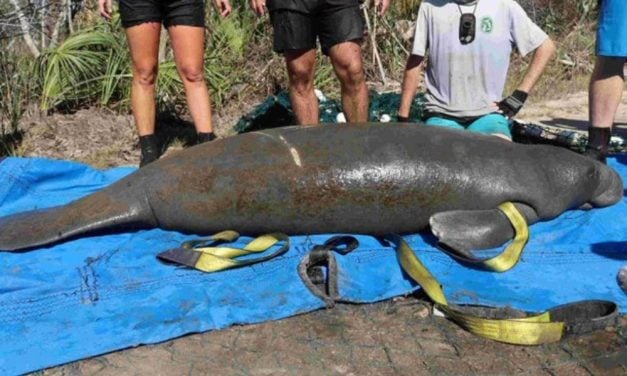 Manatee Rescued After Being Stranded in FL Pond After Hurricane