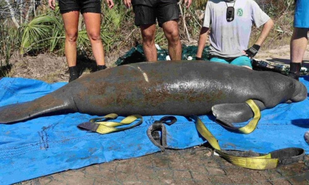 manatee on rescue tarp