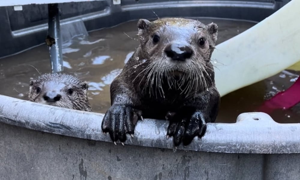 two baby otters in tub