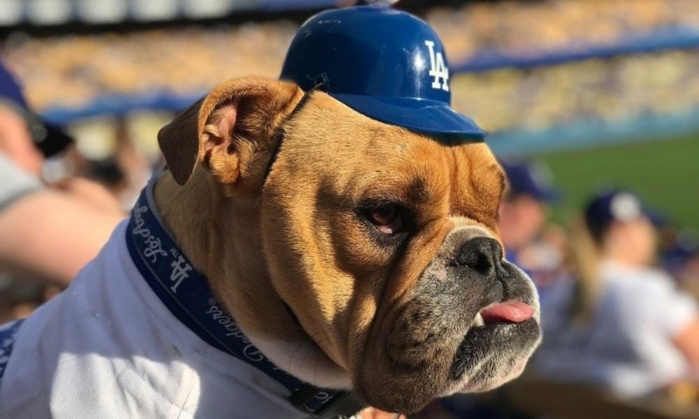 Bulldog wearing tiny plastic Dodgers' baseball cap