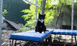 Cat sitting on a cushioned bench in a catio at Fondation Alliance Verte