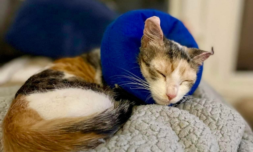 Tricolor cat sleeping in blue soft cone collar