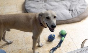 Dog at Fondation Alliance Verte shelter