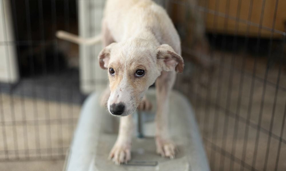 Dog at Fondation Alliance Verte shelter