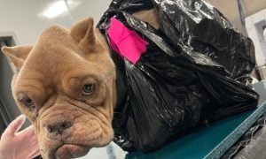 Dog wrapped in black plastic garbage bag