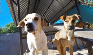 Dogs at Rescate Fenix shelter