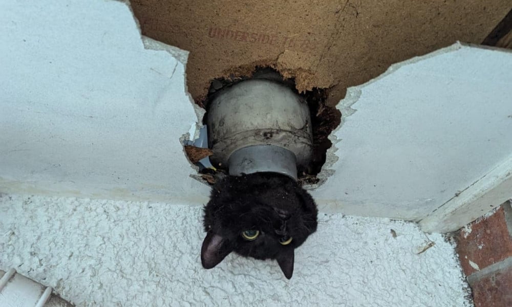 black cat stuck in ceiling drainpipe