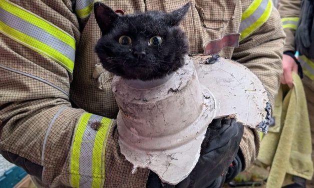 Cat Rescued From Ceiling Drainpipe