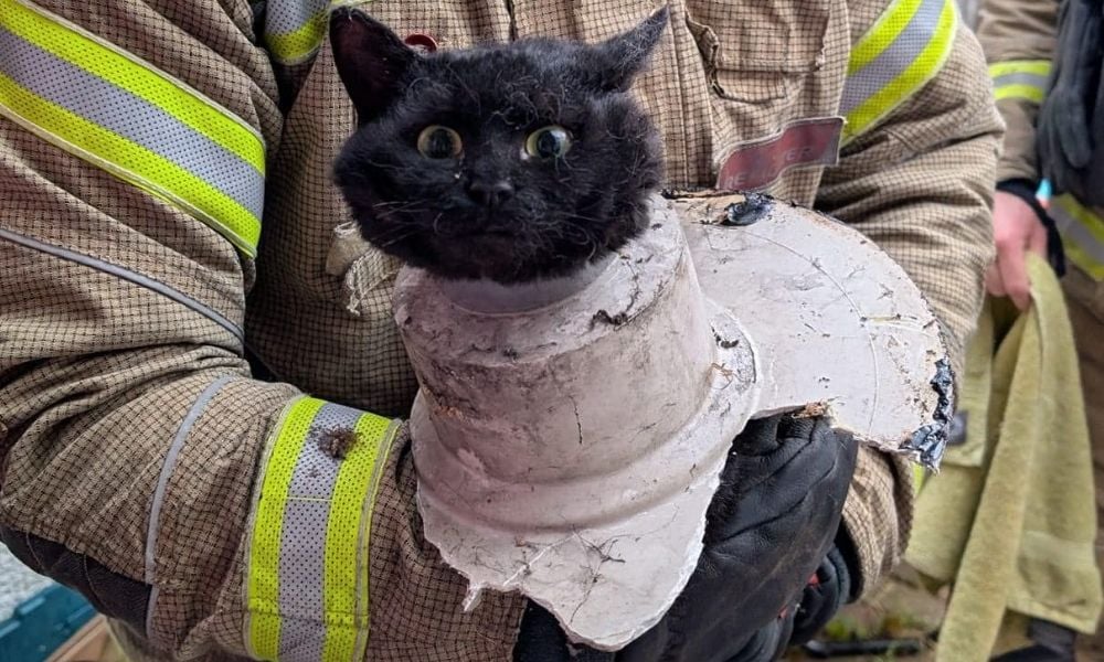 black cat with drainpipe around neck