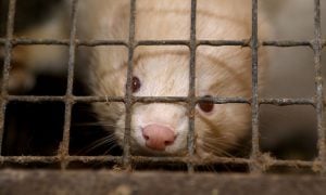 White mink looking through cage in fur farm