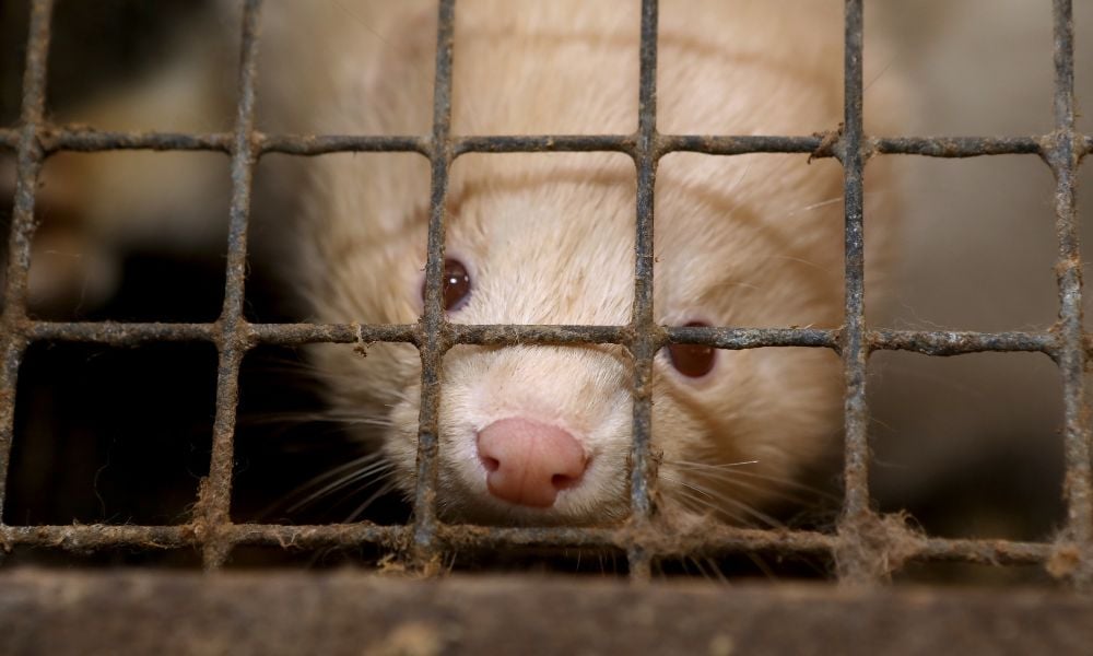 White mink looking through cage in fur farm