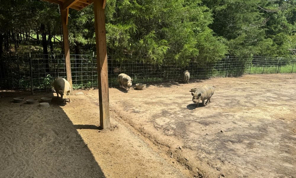 Pigs at Ziggy's Refuge Farm Sanctuary