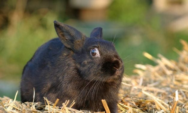 Sign: Justice For Rabbit Slammed Against the Ground And Killed At Party