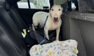 black and white bull terrier in car