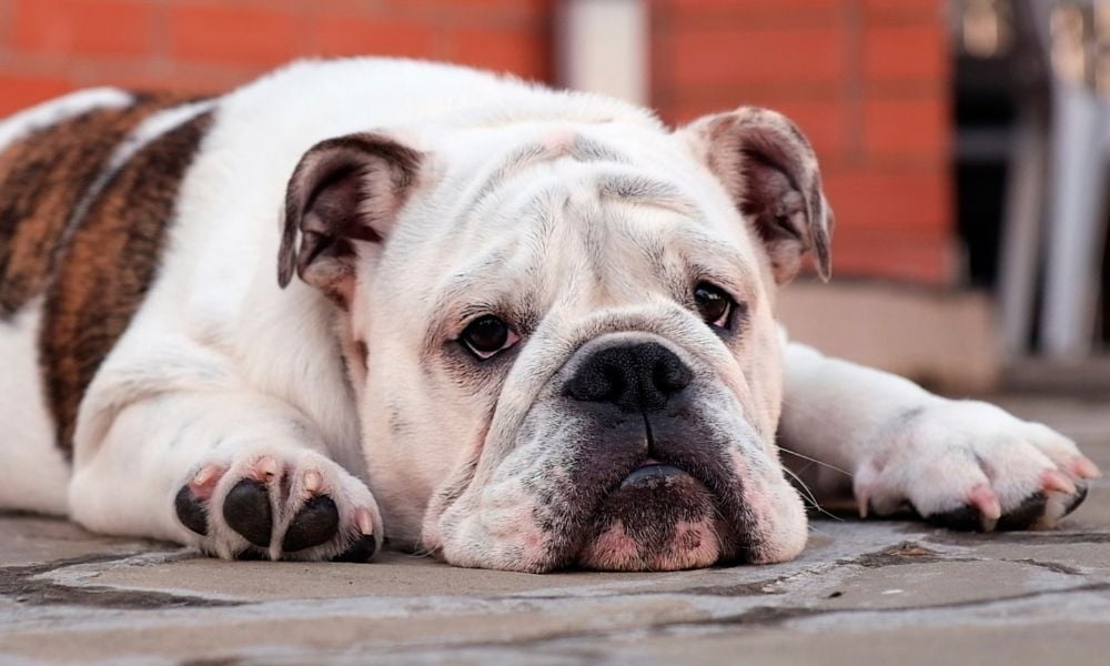 sad bulldog