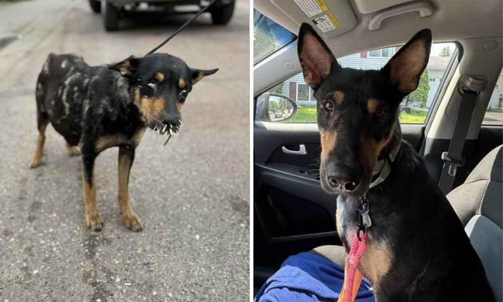 Rescued dog before & after