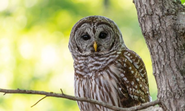 Oregon Lawmakers Call Out Federal Plan to Slaughter Nearly Half a Million Barred Owls