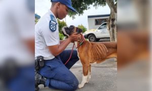 Cape of Good Hope officer with dog
