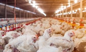 Chickens in factory farm shed