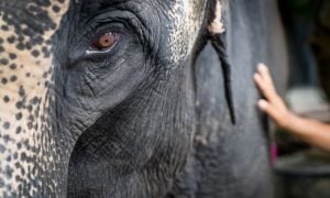 Close-up of elephant's face with human hand touching their side