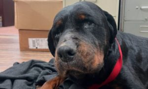 Dog on floor with blankets in police department