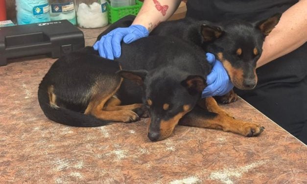 SIGN: Justice for Two Dogs Thrown From 73-Foot-High Bridge Into River