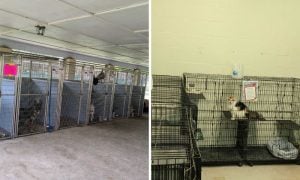 Dogs in kennels and cat room