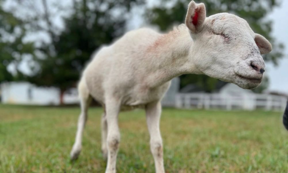 Missing Goat Lady Freethinker Helps Build Home for Pigs Rescued From Hoarding Situation
