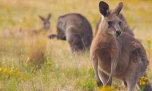 Group of kangaroos in a field