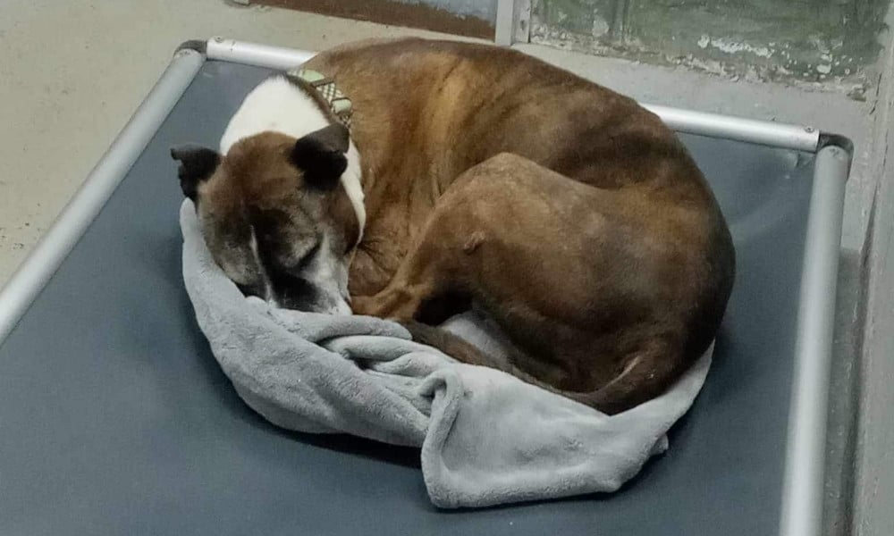 brindle-colored dog curled up on bed