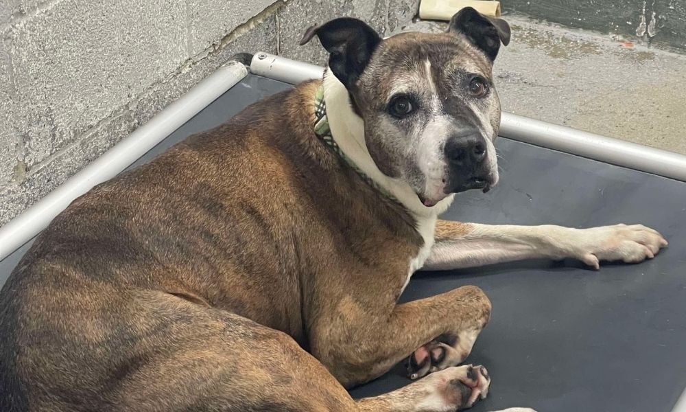 Brindle-colored dog on bed